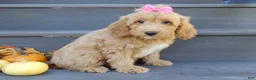 Mini Goldendoodle dogs for sale: Indy - Ad 3