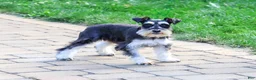Miniature Schnauzer dogs for sale: Polly - Ad 4