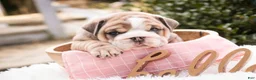 English Bulldog dogs for sale: Annaliese - Ad 1