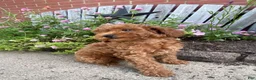 Miniature Poodle dogs for sale: Ruby - Ad 2