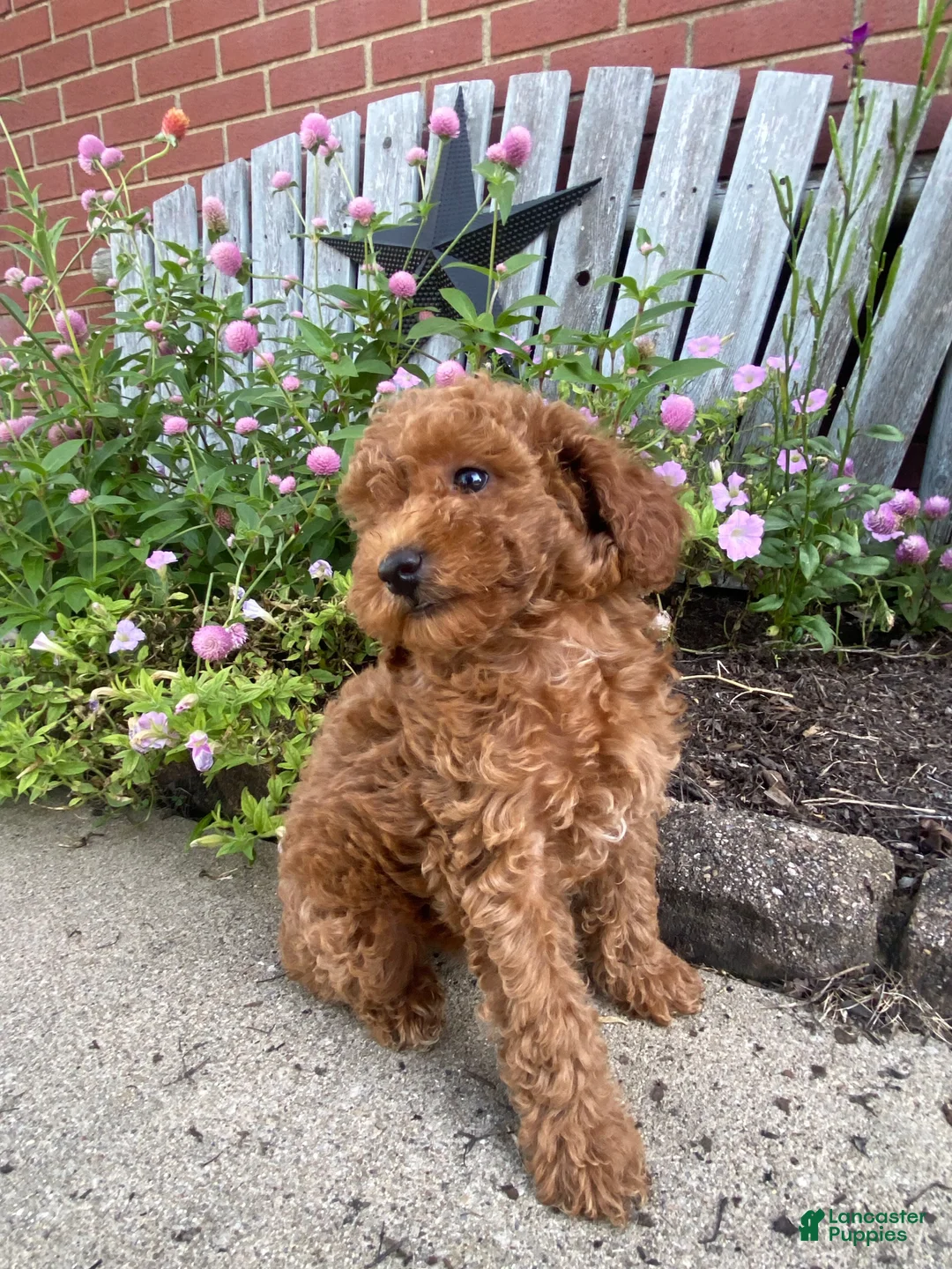 Miniature Poodle dogs for sale: Ruby - Ad 2