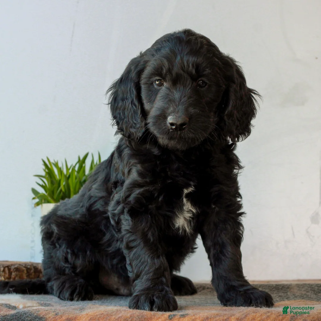 Mini Goldendoodle dogs for sale: Bentley  - Ad 2
