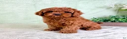Cavapoo dogs for sale: Lucie - Ad 5
