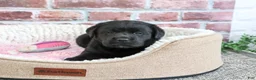 Labrador Retriever dogs for sale: Brooke - Ad 1