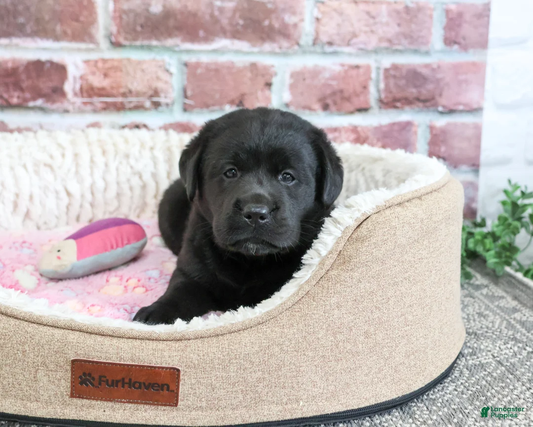 Labrador Retriever dogs for sale: Brooke - Ad 1