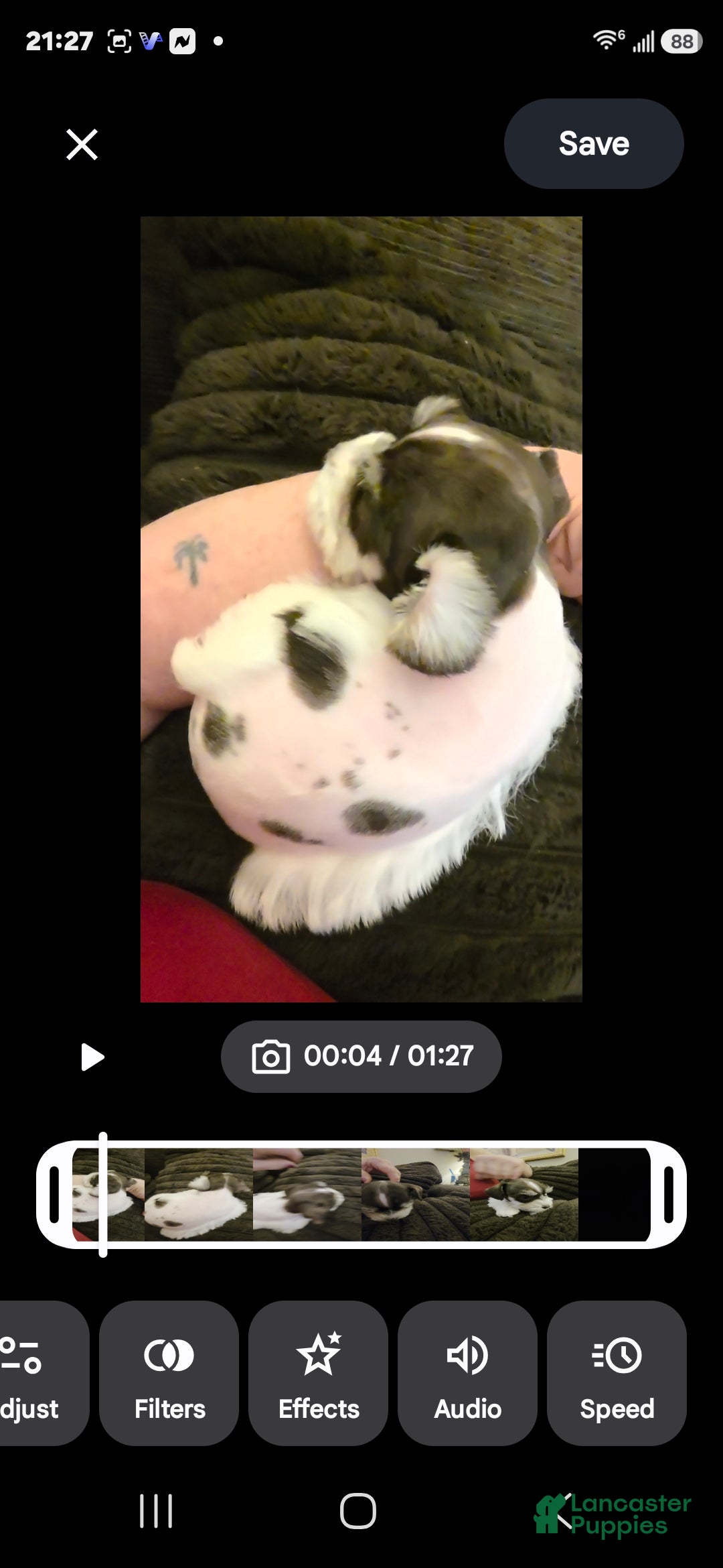Miniature Schnauzer dogs Sprout - Ad 2