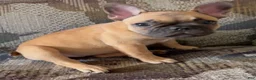 French Bulldog dogs for sale: HEIDI - FAWN BABYDOLL IN CALI, USA DELIVERY & FINANCING OPTIONS! - Ad 5