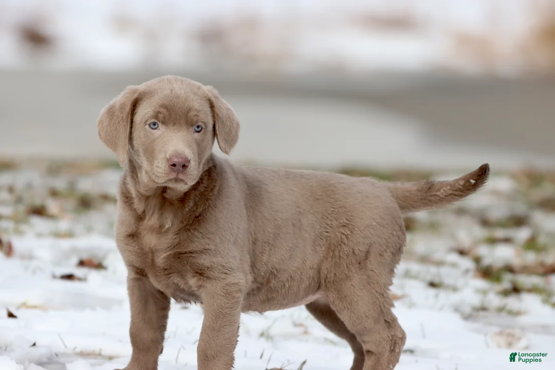 Labrador Retriever dogs for sale: Fanta  - Ad 5