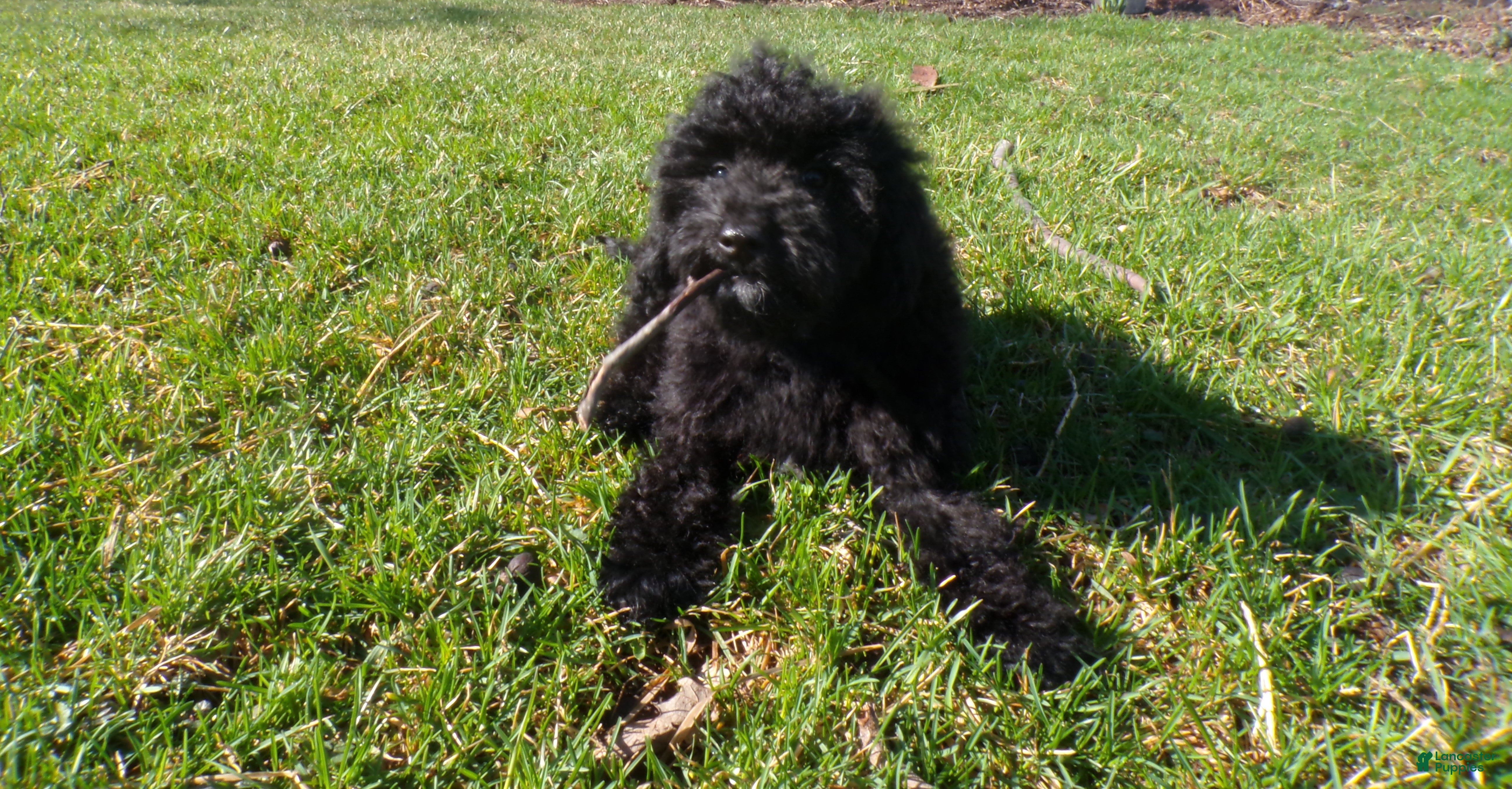 Mini Goldendoodle dogs Boyd - Ad 2