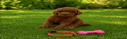 Standard Poodle dogs for sale: Dixie (Orange Collar) - Ad 2