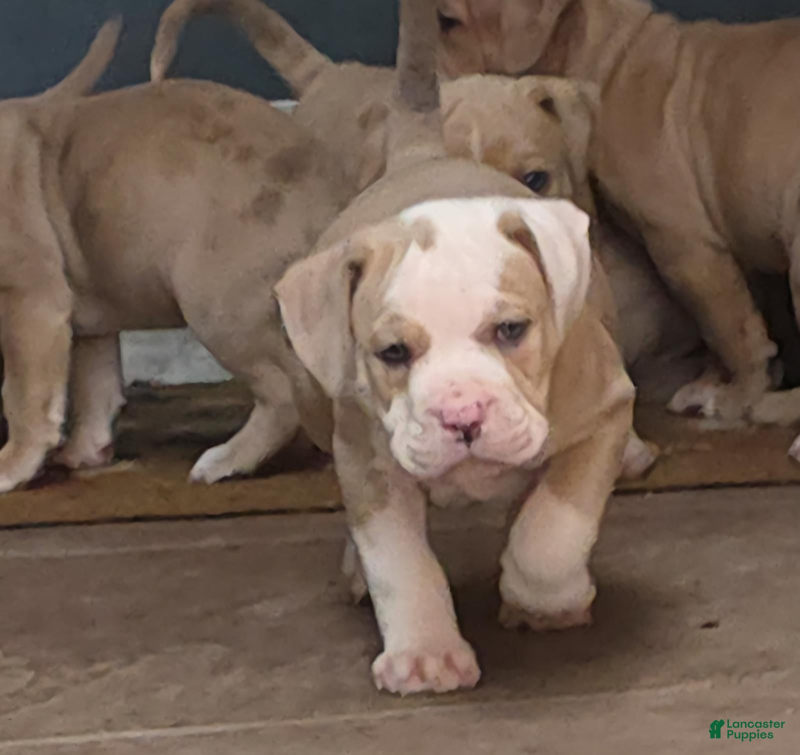 American Bully dogs for sale: Girl 2 - Ad 6