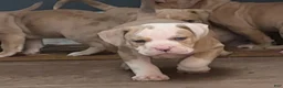 American Bully dogs for sale: Girl 2 - Ad 1