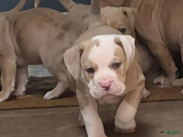 American Bully dogs for sale: Girl 2 - Ad 6
