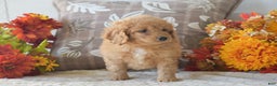 Cavapoo dogs for sale: Rihanna - Ad 3