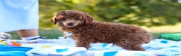 Miniature Poodle dogs for sale: Winston - Ad 14