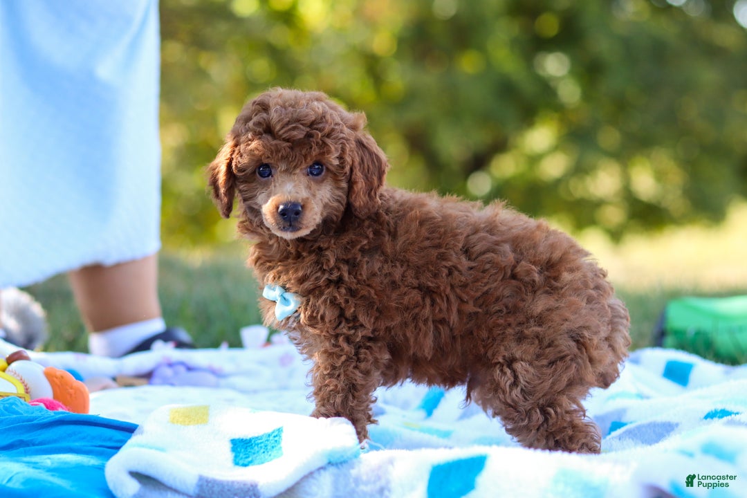 Miniature Poodle dogs for sale: Winston - Ad 14