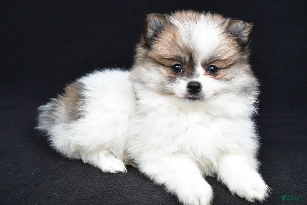 Pomeranian dogs for sale: Tessa - Ad 1