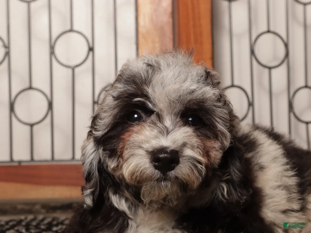 Miniature Poodle dogs for sale: Iris - Ad 4