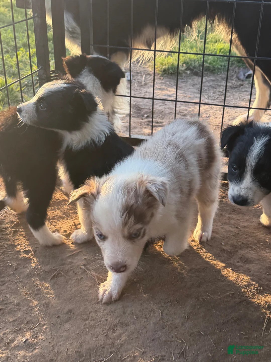 Australian Shepherd dogs for sale: Australian Shepherd Puppy 5 - Ad 2