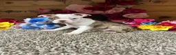 Boston Terrier dogs for sale: Boston Terrier 1 - Ad 3
