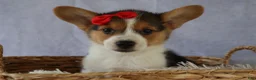 Welsh Corgi Pembroke dogs for sale: Ziggy 🩵 - Ad 7