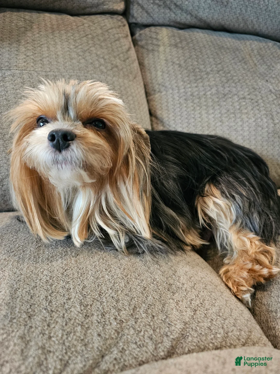 Yorkshire Terrier dogs for sale: Lucky - Ad 7