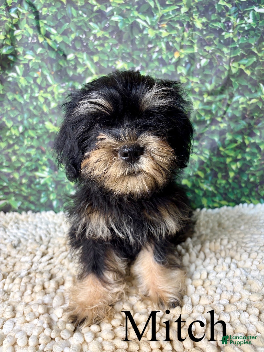 Mixed Breed dogs Mitch - Ad 1