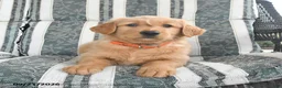 Golden Retriever dogs for sale: Ava  - Ad 3