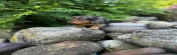 Miniature Dachshund dogs for sale: Carly  - Ad 11