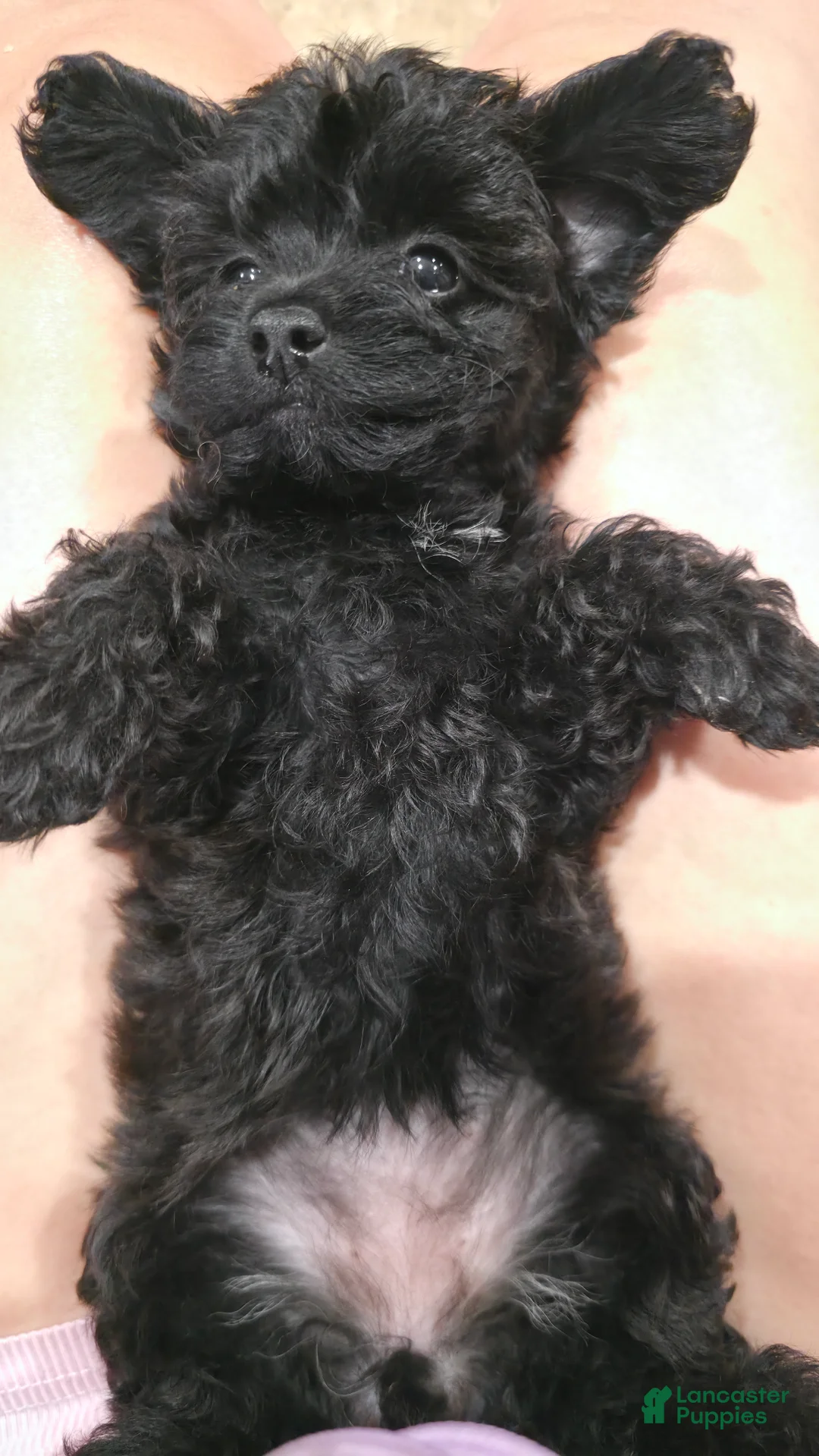 Yorkiepoo dogs for sale: Yorkiepoo 6 Pink Collar Sm - Ad 2