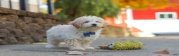 Maltipoo dogs for sale: Koda - Ad 7