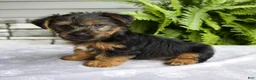Yorkshire Terrier dogs for sale: Koby - Ad 4