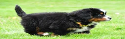 Bernese Mountain Dog dogs for sale: Rocket - Ad 6