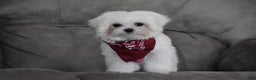 Maltese dogs for sale: Toby - Ad 13
