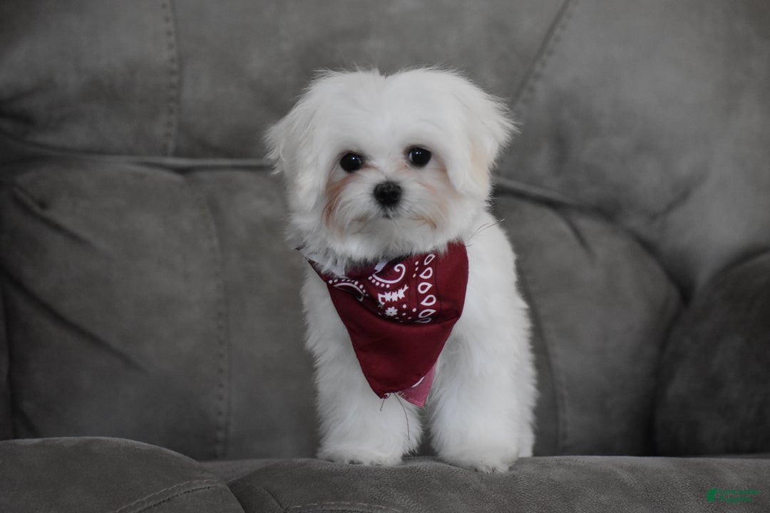 Maltese dogs for sale: Toby - Ad 13