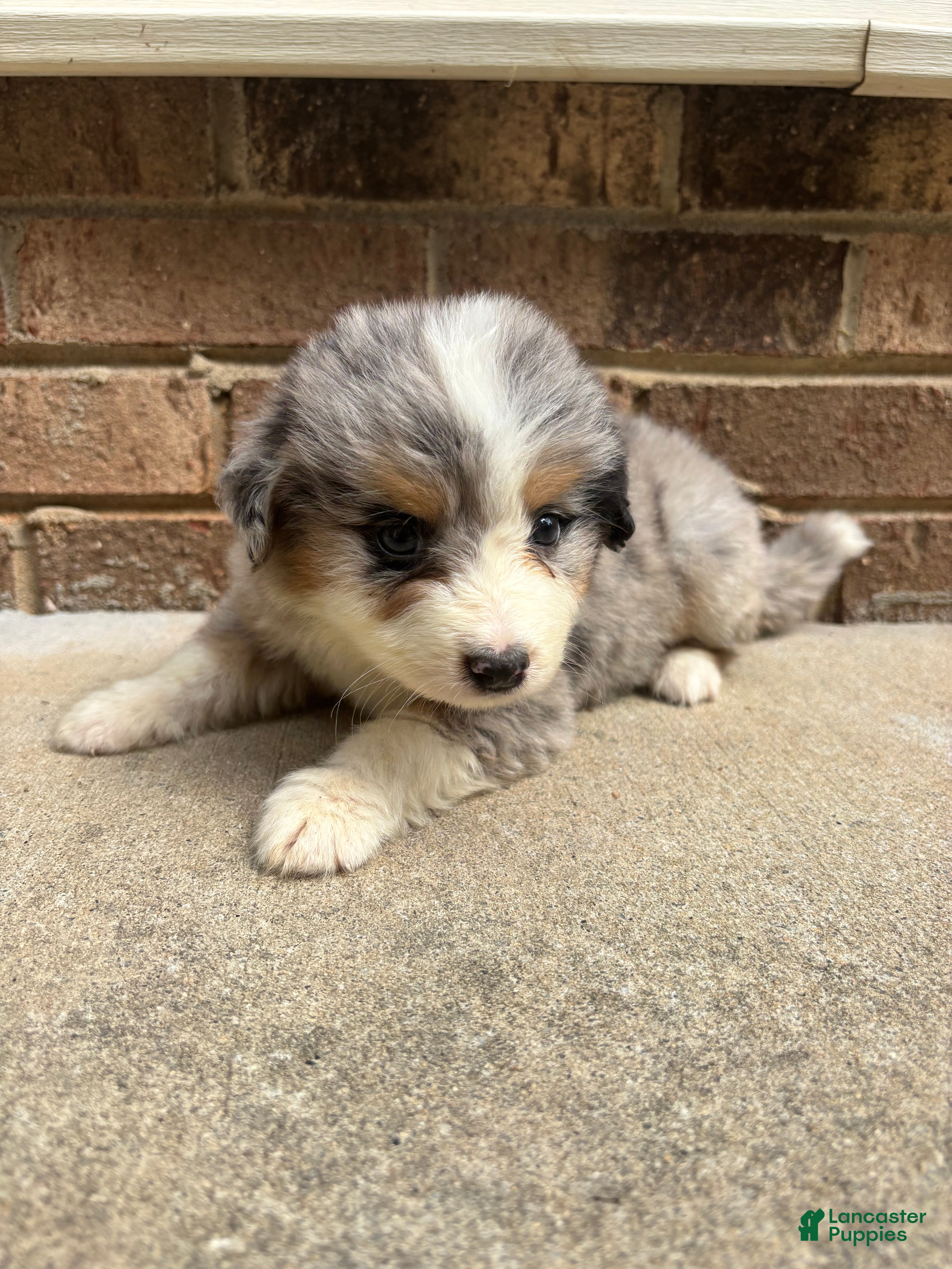 Mixed Breed dogs Blue Merle female - Ad 1