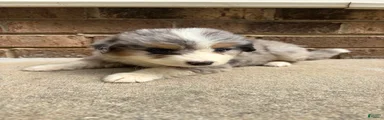 Blue Merle female