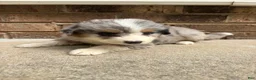 Mixed Breed dogs for sale: Blue Merle female - Ad 1