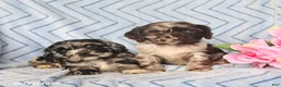 English Cocker Spaniel dogs for sale: Bonnie - Ad 3