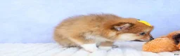 Pomeranian dogs for sale: Farris  - Ad 8