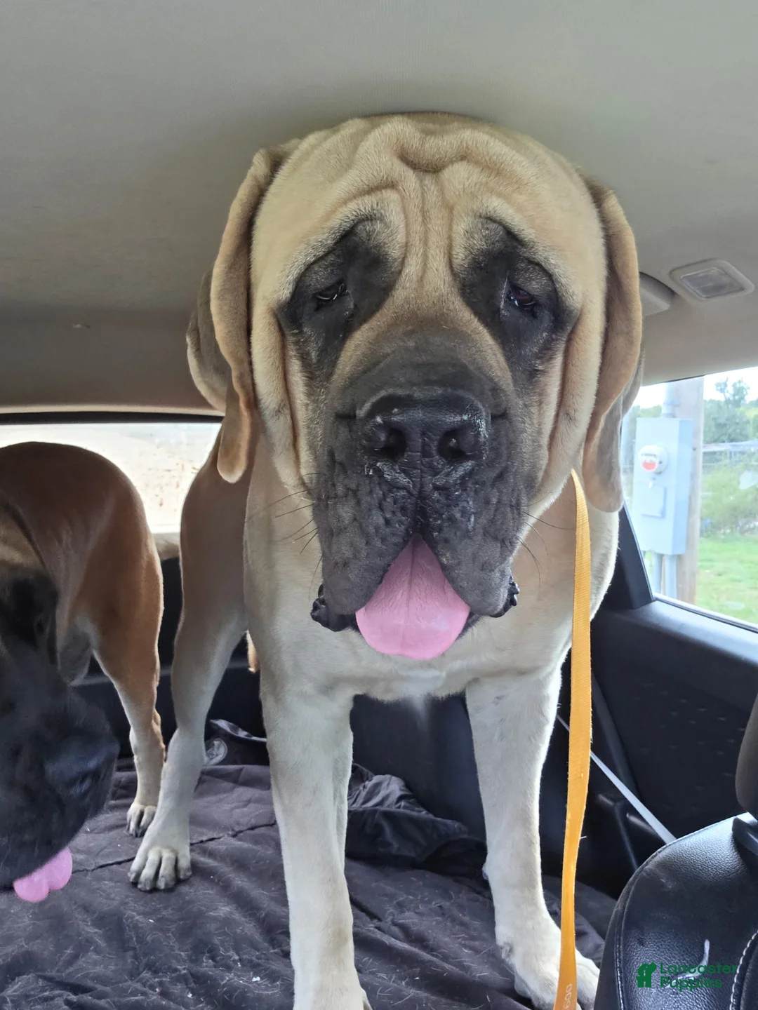English Mastiff dogs for sale: Jessie (brindle) - Ad 6