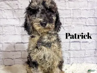 Mini Goldendoodle dogs Patrick - Ad 29