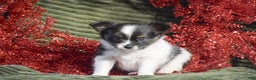 Papillon dogs for sale: Birch - Ad 1