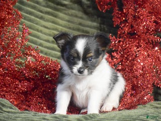 Papillon dogs Birch - Ad 10