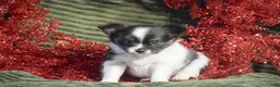 Papillon dogs for sale: Birch - Ad 2
