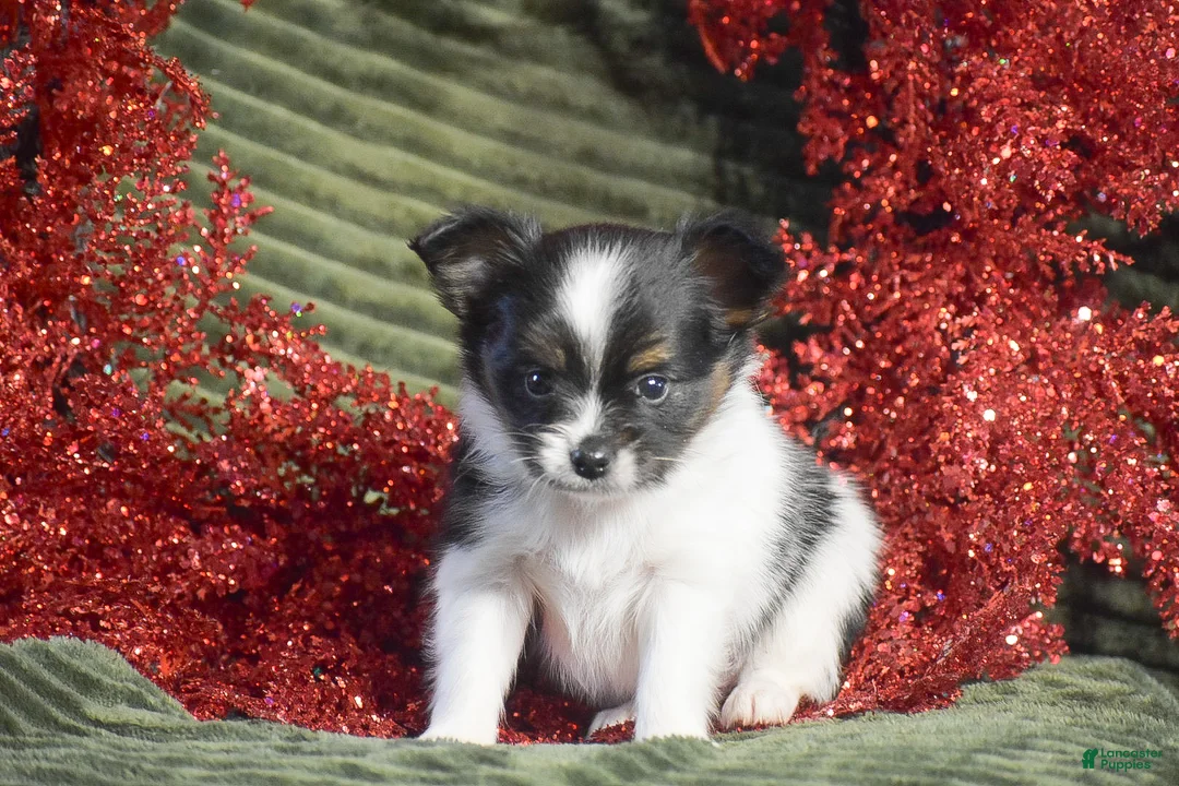 Papillon dogs for sale: Birch - Ad 2