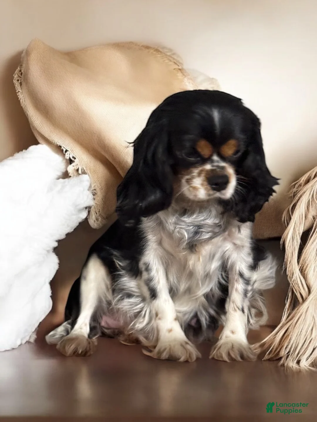 Cavalier King Charles Spaniel dogs for sale: Sophie  - Ad 4