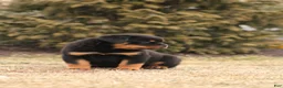 Rottweiler dogs for sale: Molly - Ad 4
