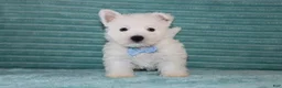 West Highland Terrier dogs for sale: Spencer - Ad 3