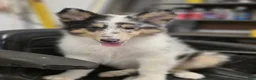 Collie dogs for sale: Larry - Ad 3